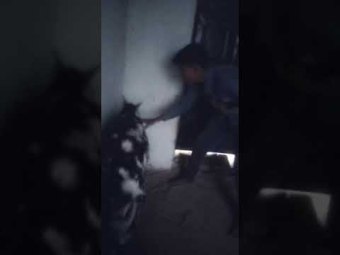 Kajal Tum Sirf Meri Funny Video Sort