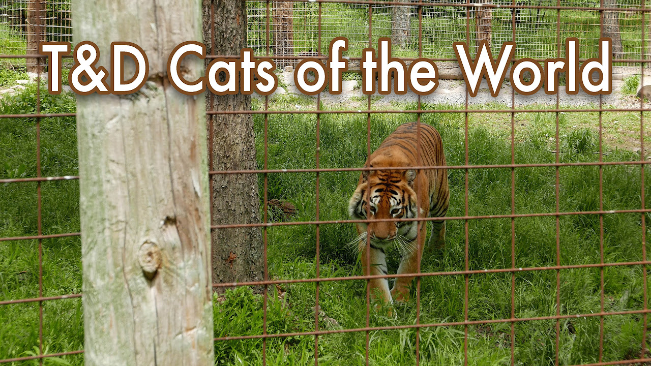 T&D Cats of the World – Penns Creek, PA (4K UHD)