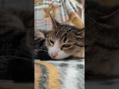 寝ちゃいそうな猫 - Cat's about to go sleep - #Shorts