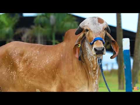 LOTE 16   MUT 5863