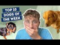 The dogs were a little angry this week  top 10 dogs