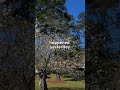 New Day Blessing Love Viral Motivation Faith 