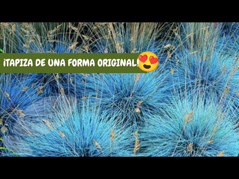 Video: Cultivo de plantas de festuca azul: plantación y cuidado de la hierba de festuca azul