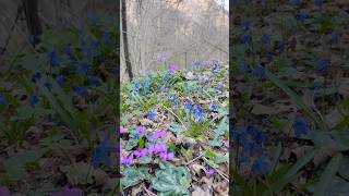 Красота лесных первоцветов #nature #flowers #первоцветы #цикламены #пролеска
