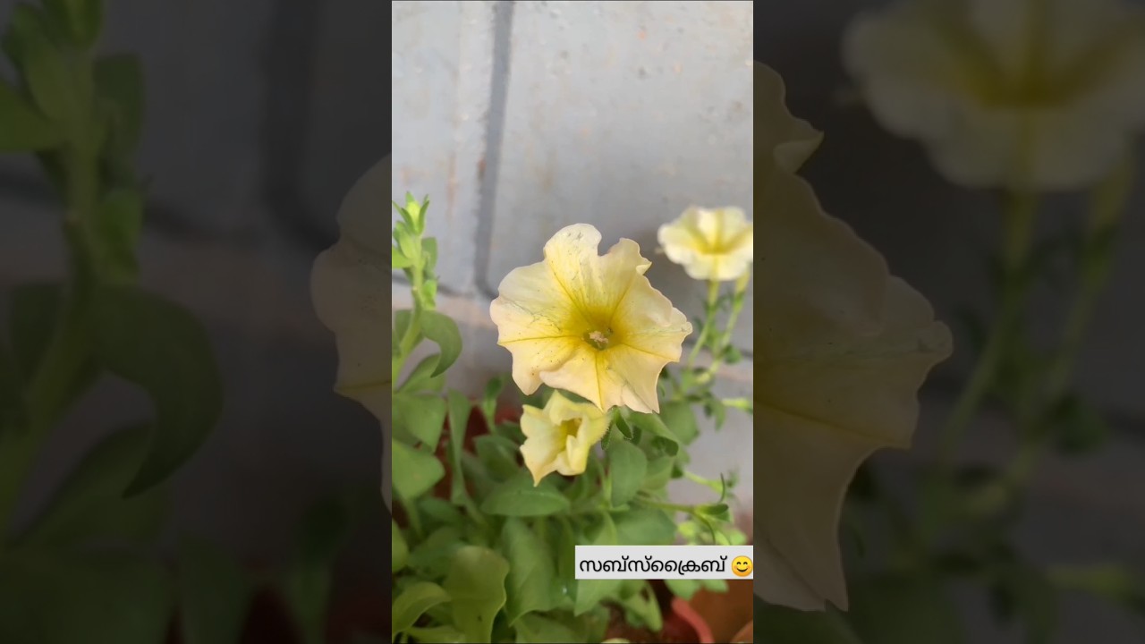 മഞ്ഞ സുന്ദരി 💛