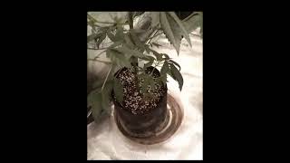 beginner grow guide transplant day