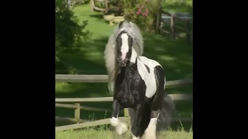 Pretty horse running