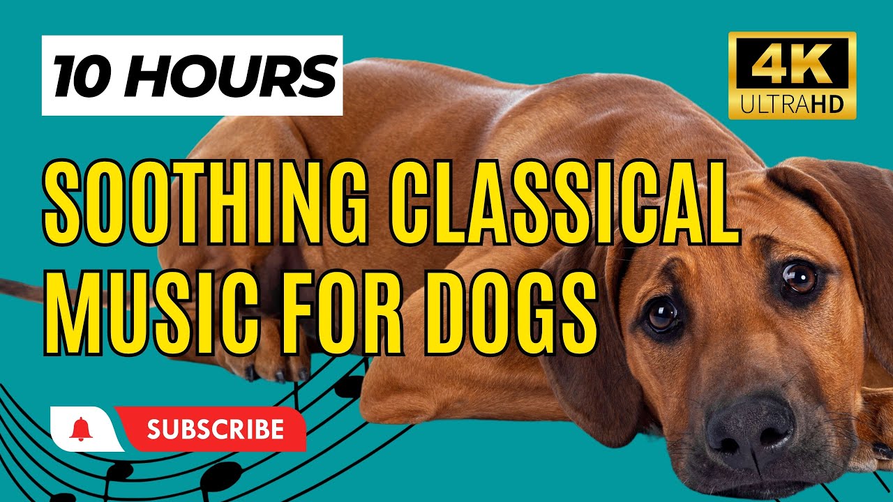 Soothing Classical Music for Dogs 10 Hours 🎵 Sleep Music for Dog YouTube