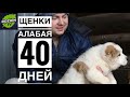 ЩЕНКИ АЛАБАЯ 40 ДНЕЙ / ПОКА В ПОЛНОМ СОСТАВЕ