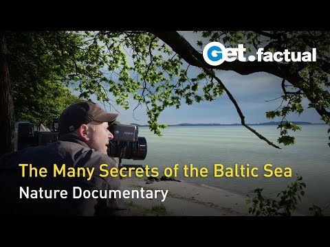 Video: Inhabitants of the B altic Sea: types and description, habitat, photo