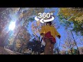 Golden carpets color autumn in Japan #osmo360