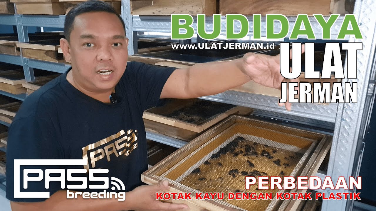 PERBEDAAN KOTAK KAYU DENGAN KOTAK PLASTIK