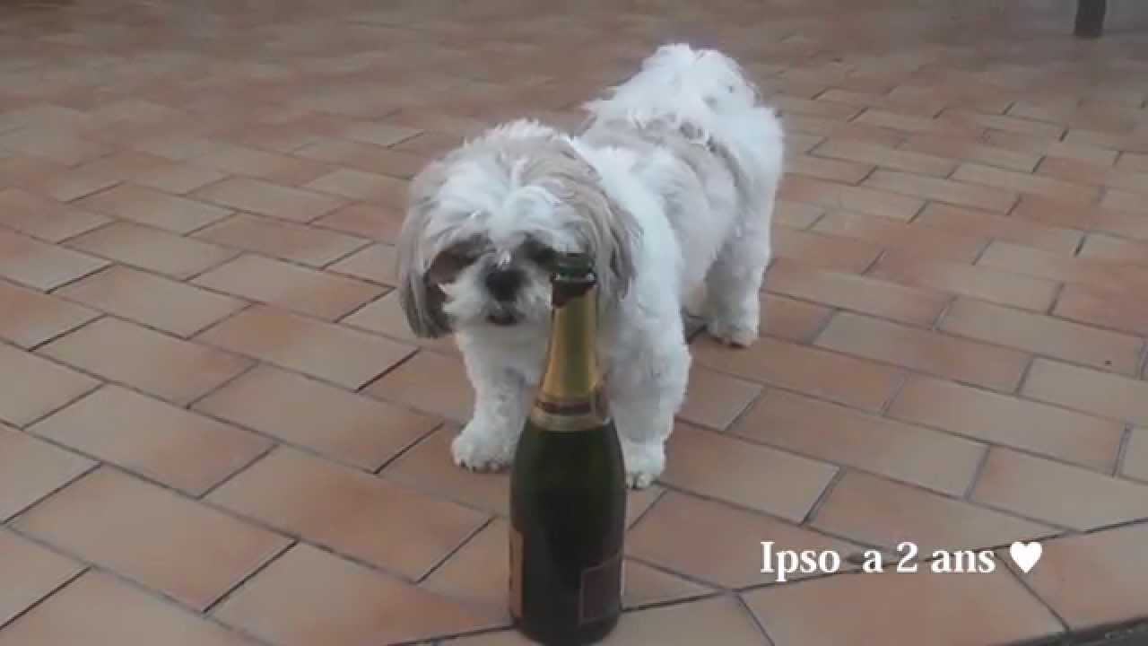 15 Ipso Chien Shih Tzu Joyeux Anniversaire Youtube