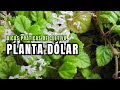 PLANTA DÓLAR: Dicas Práticas