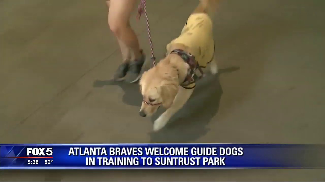 Atlanta Braves Host Puppy Class for International Guide Dog Day YouTube