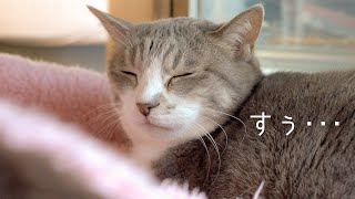 猫は寝るのが仕事なのですぅ… ( ˘Ω˘) | #モアクリ Vlog025