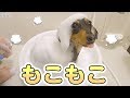 初めての泡風呂を堪能させられるチワックス