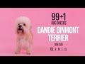 Dandie Dinmont Terrier / 99+1 Dog Breeds の動画、YouTube動画。