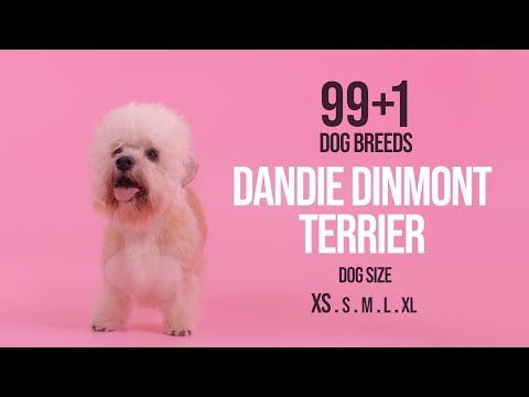 Video: Dandie Dinmont Terrier Aub Yug Tsiaj Hypoallergenic, Noj Qab Haus Huv Thiab Lub Neej Span