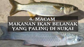 Jenis umpan ikan belanak | umpan yang di sukai ikan belanak - aqaz sang petualang