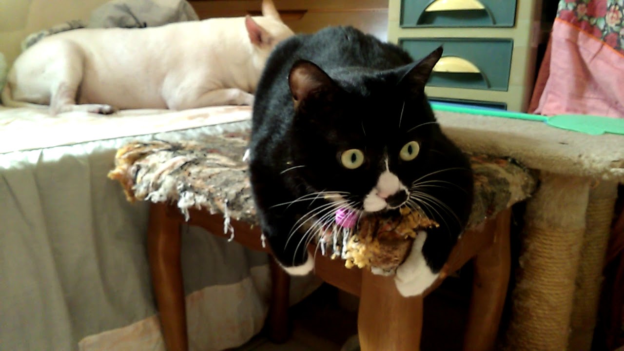 20170505 貓爪爪 cat claw YouTube