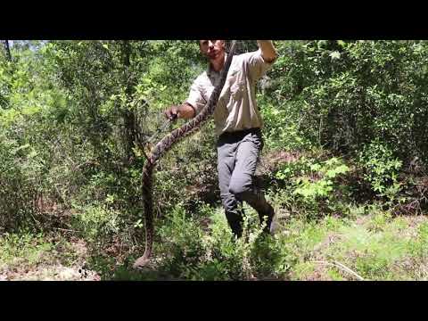 Diamondback Rattlesnake Removal and Relocation