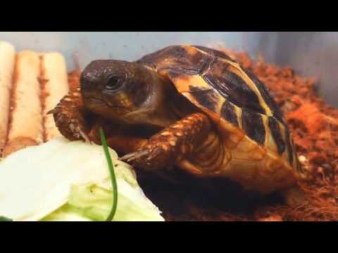 Video: Jak Se Starat O želvu červenou