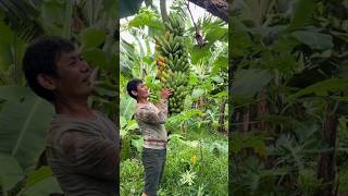 Success story of cultivating FHIA-17 bananas