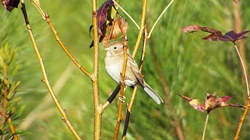 Field Sparrow calling