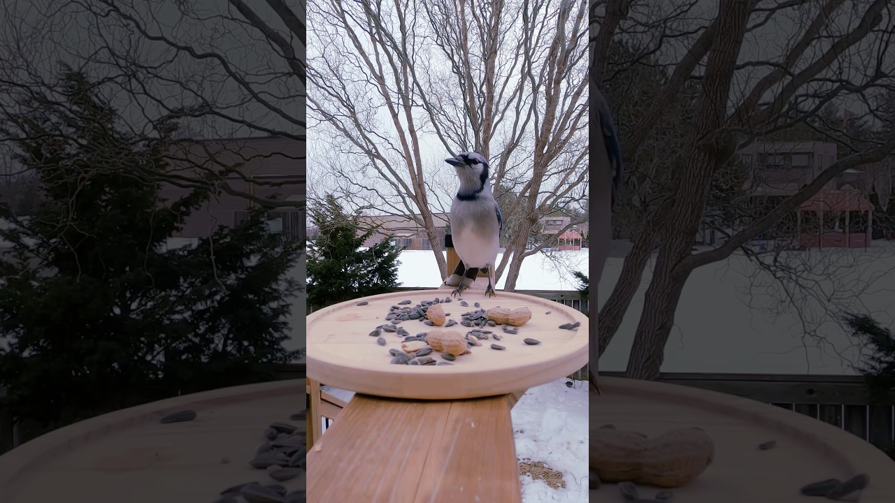 Blue Jay Close Up: Shy Before Grabbing a Peanut & Flying Away