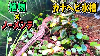 カナヘビ水槽のトビムシが増えすぎた 水色シアンch