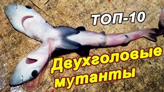 Двухголовые животные мутанты,  шокирующие случаи появления на свет.