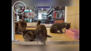 Our BSH x ASH Munchkin & British Shorthair Kittens