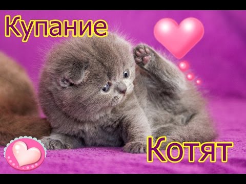 Купание котенка.