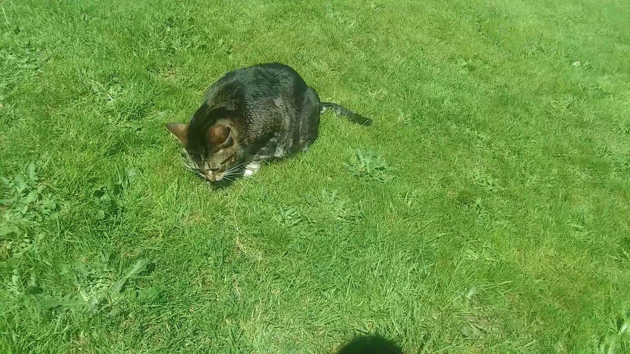 Cat caught endangered gopher YouTube