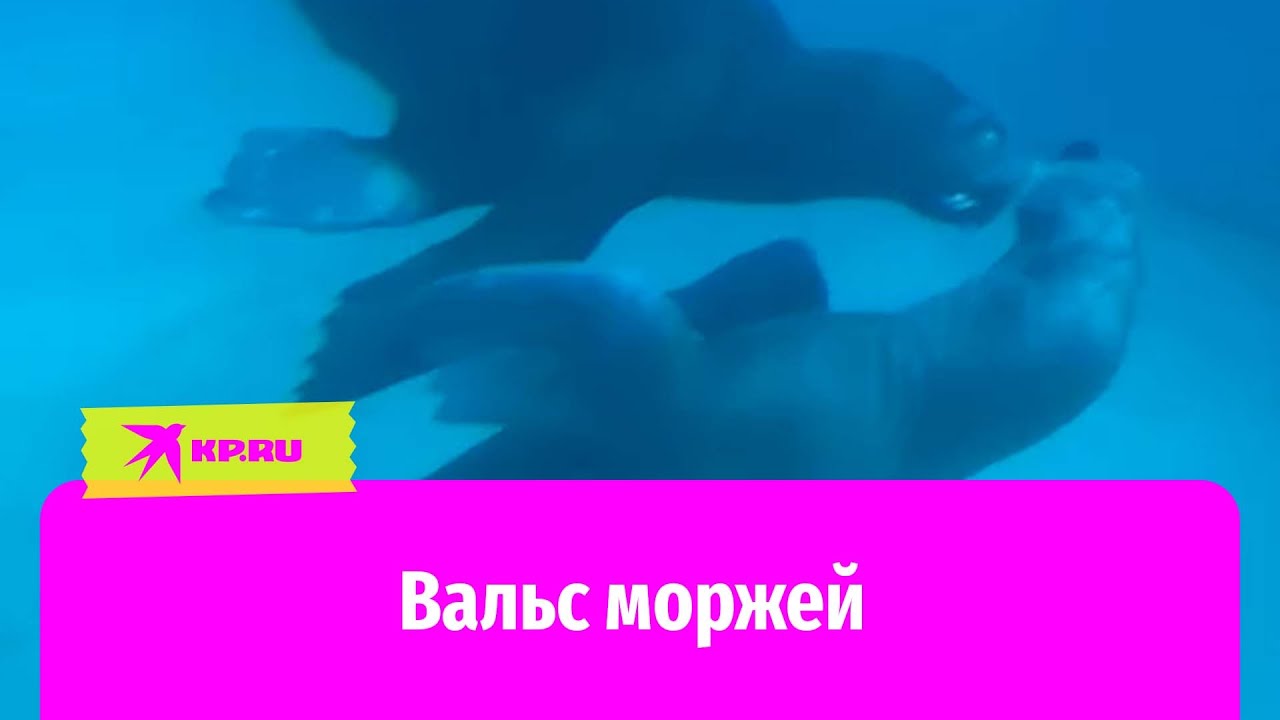 Моржи станцевали вальс в бассейне Московского зоопарка