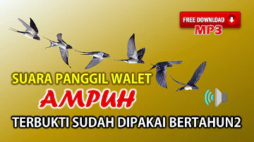 Suara Panggil Walet Terbaik, Sudah Terbukti Ampuh Dipakai Bertahun2