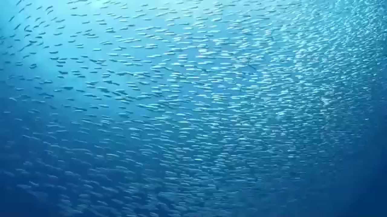 イワシの群れにアタックするツムブリ カイワリ スマ 奄美大島ダイビング The Fish Which Attacks A School Of Sardine Amami Diving Youtube