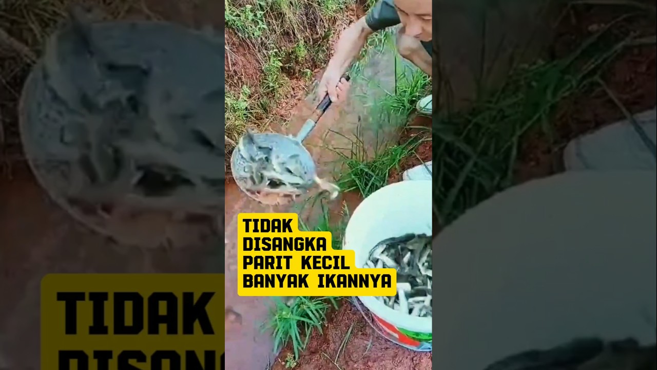 Menangkap ikan diparit kecil 