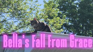 Cattivity - Kitty Fell From The Roof 😱