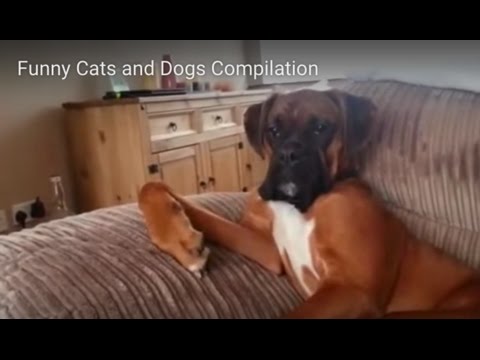 Funny Cats and Dogs Compilation - YouTube