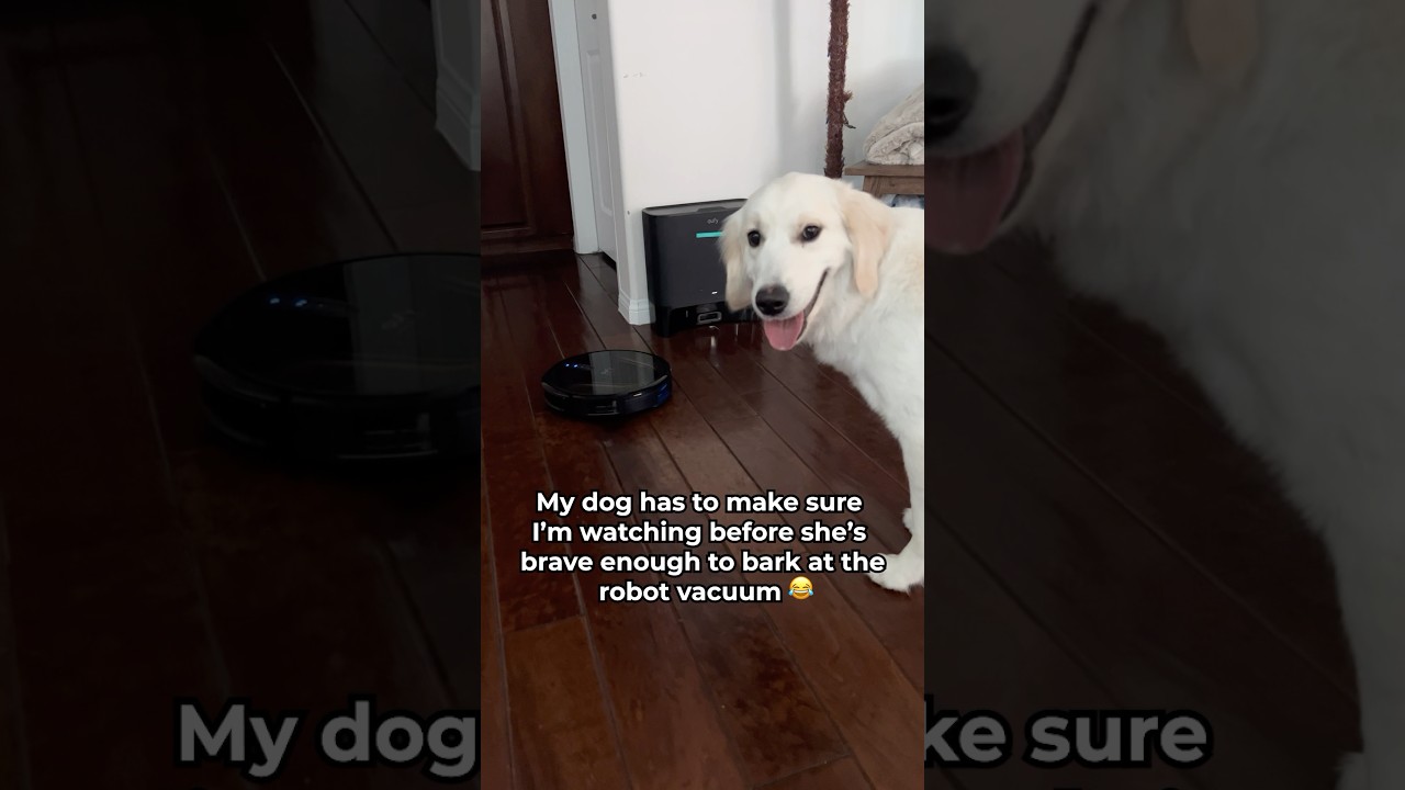 My Dog MAKES SURE I’m Watching Before Barking at the Robot Vacuum 😂🐶 