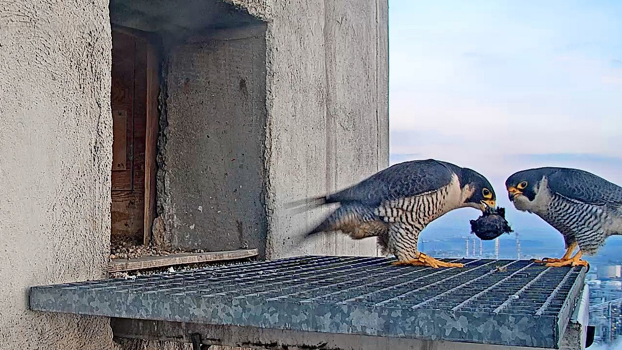 Prezent dla Werwy a nawet DWA 1 03 2026 Orlen Płock sokoły wędrowne