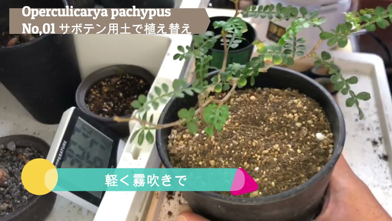 Plants Growth Diary ＃01 No,01