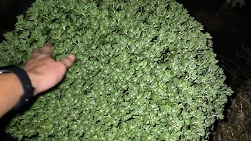 Cách trồng cúc mâm xôi Tết 2025 phần 15 - cập nhật 02/12 Âm Lịch