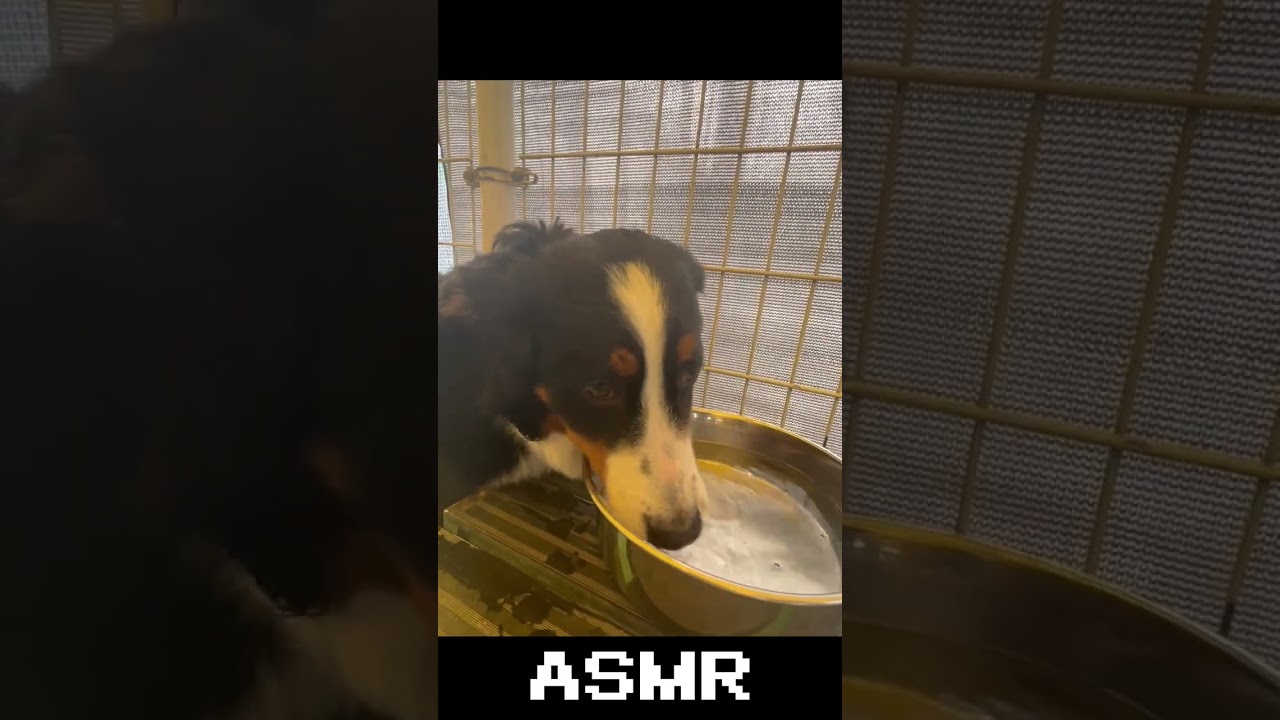 ASMR Water Drinking Sounds from a Bernese Mountain Dog - Relax in Seconds! 