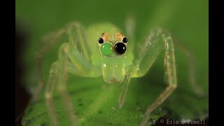 Jumping Spider Eye Movement Lyssomanes Viridis