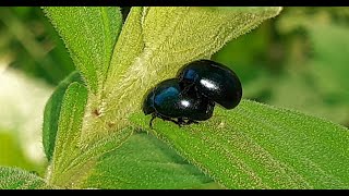 Chrysolina coerulans - The Blue Mint Beetle of Romania Chrysolina coerulans - The Blue Mint Beetle of Romania