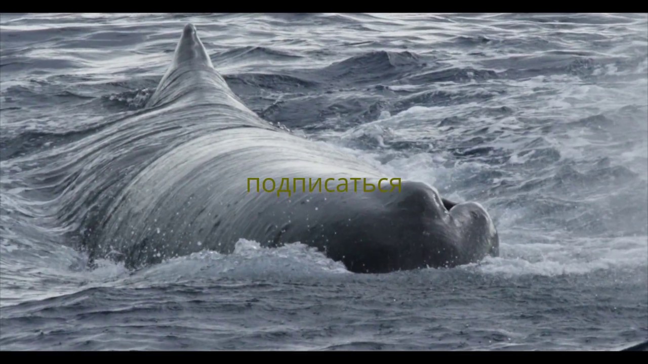 Отлов Бакалавра Patagonia - Punta Arenas.