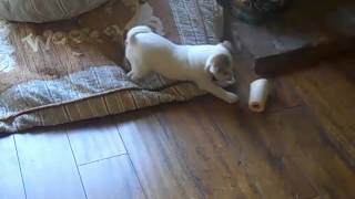 Brightley worries the bone